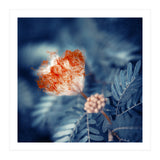 Acacia Flower (Print Only) thumbnail