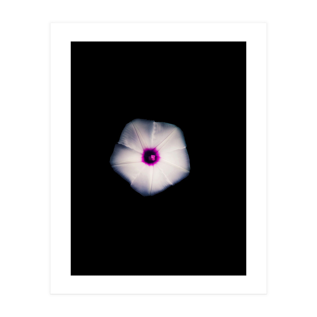 White Flora (Print Only)