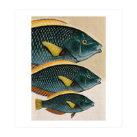 Fish Classic Designs 10 (Print Only)