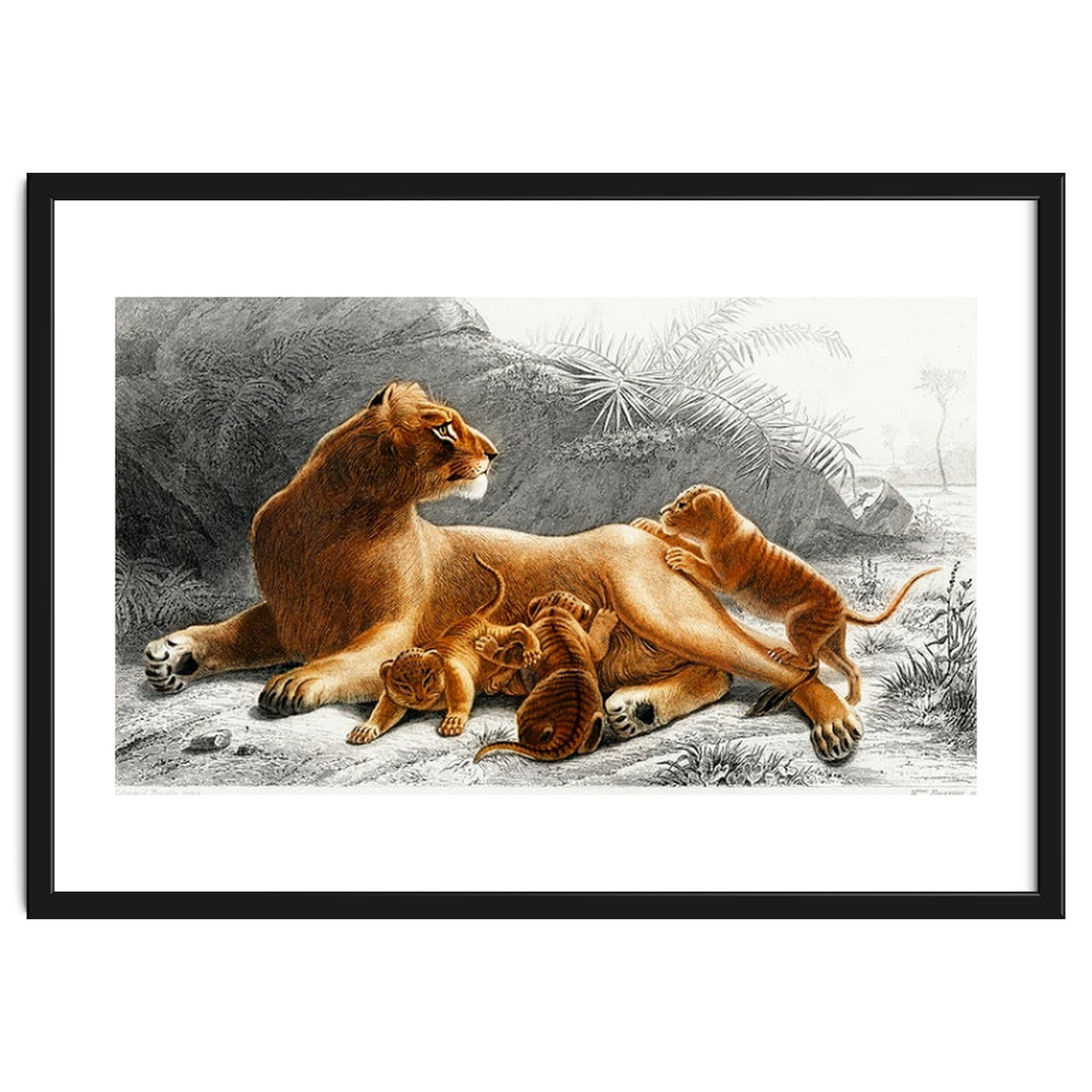 Fails Leo illustrated