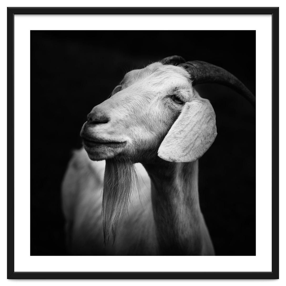 Billy Goat Adam