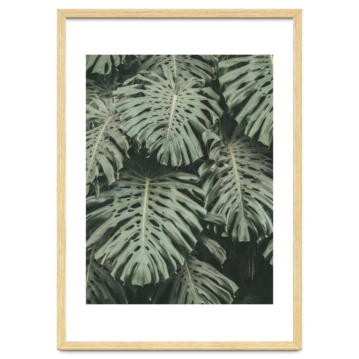 MONSTERA LEAVES