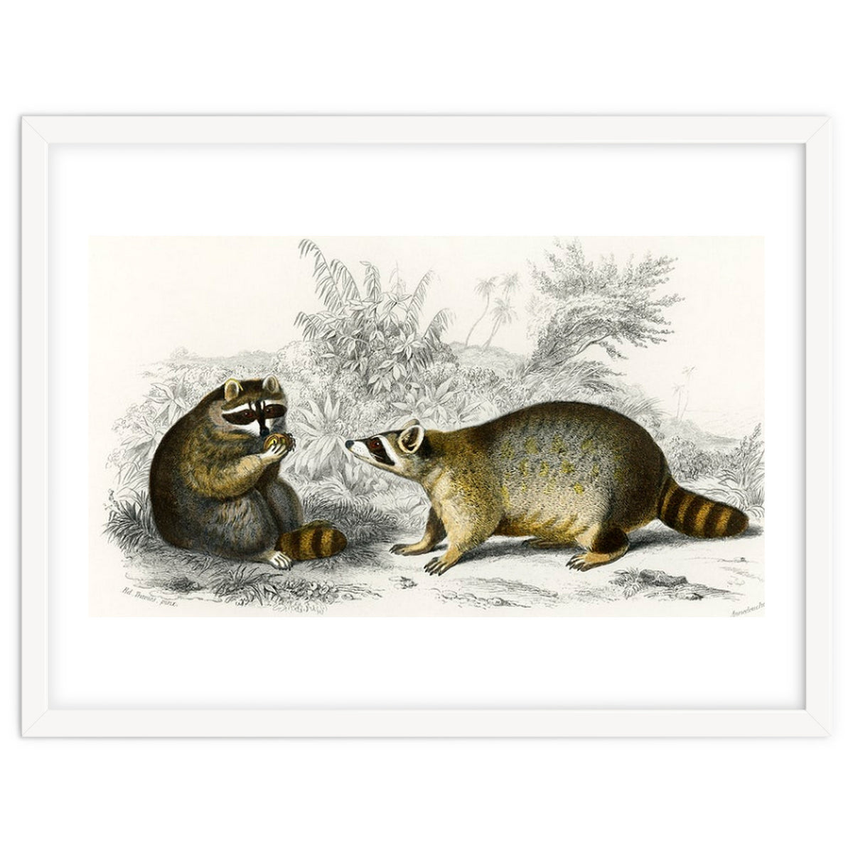 Raccoon illustrated