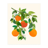 Oranges and Blossoms II (Print Only) thumbnail