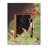 Cosmology (Print Only) thumbnail