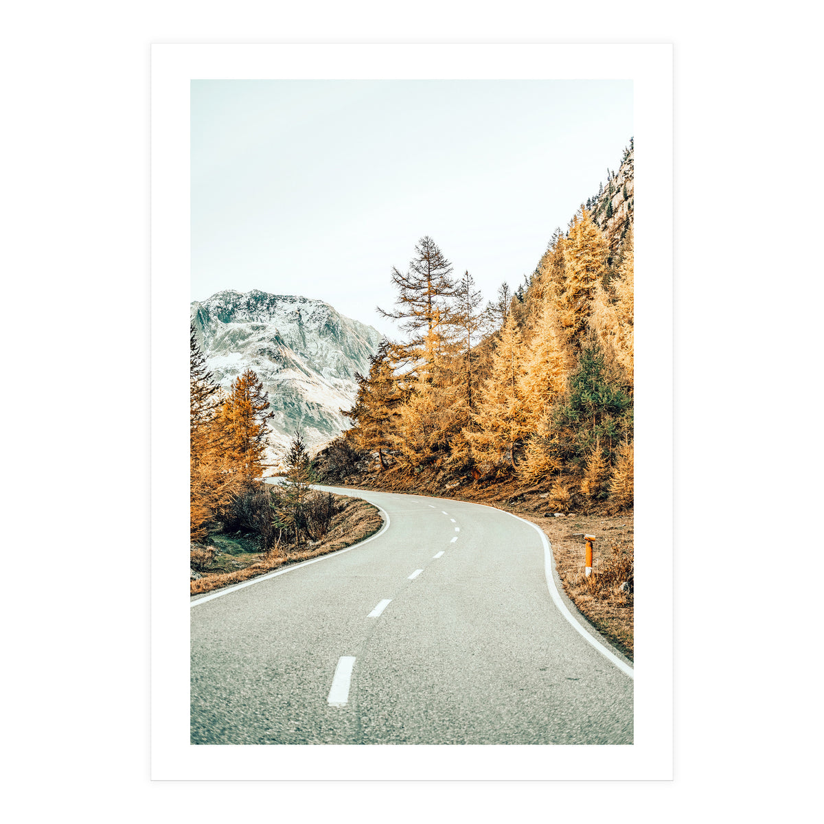 Snow and Golden Pine (Print Only)