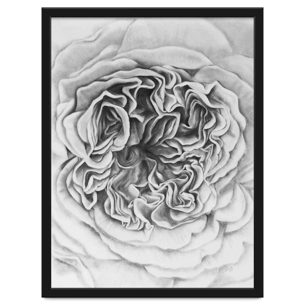 A Rose in Monochrome