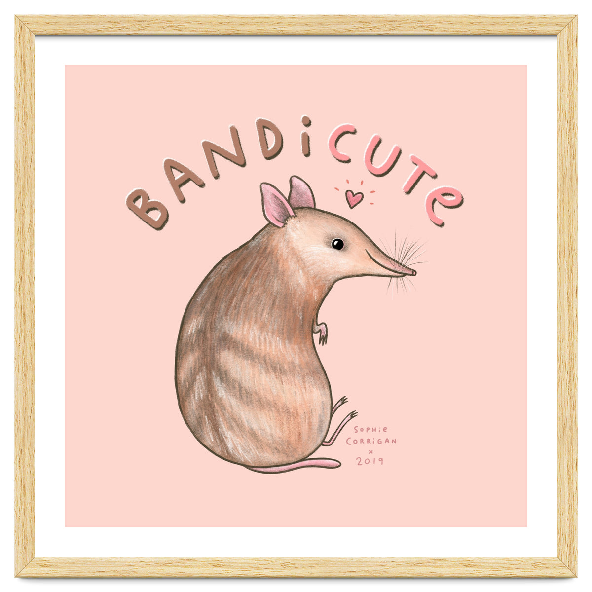 Bandicute