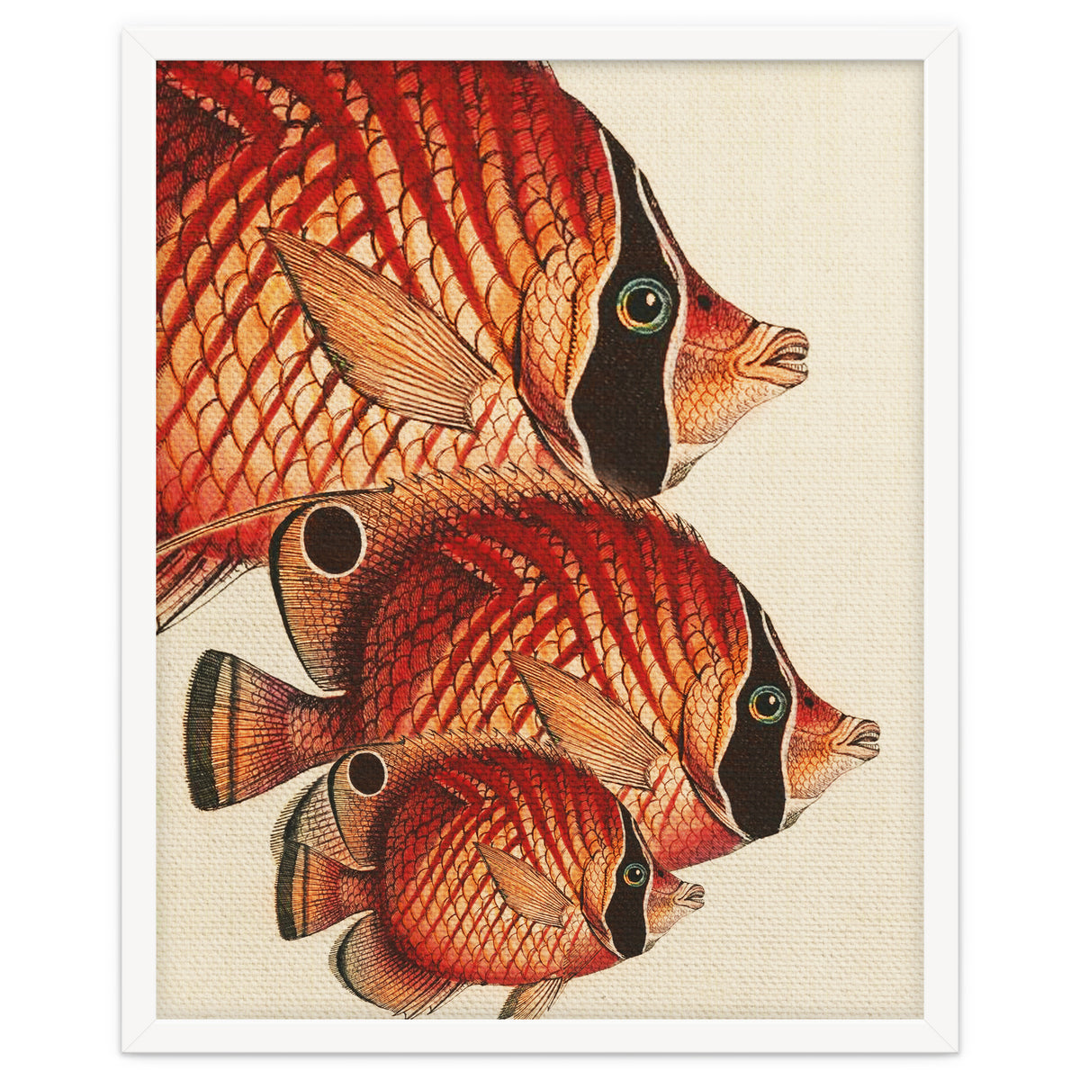 Fish Classic Designs 2