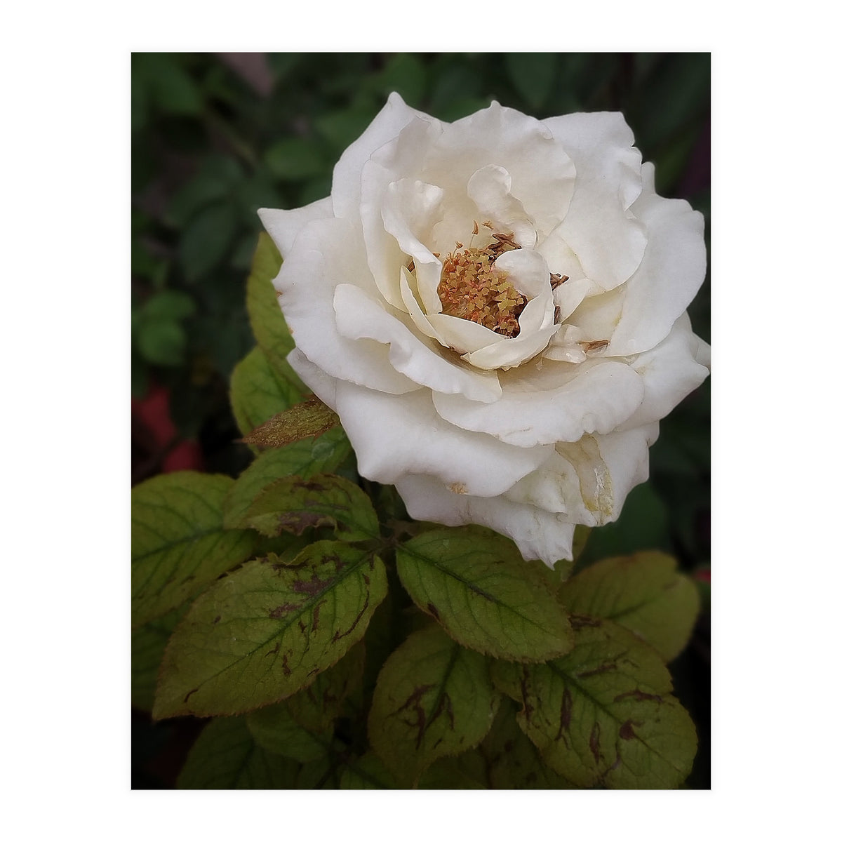 Fabulous White Rose Garden (Print Only)