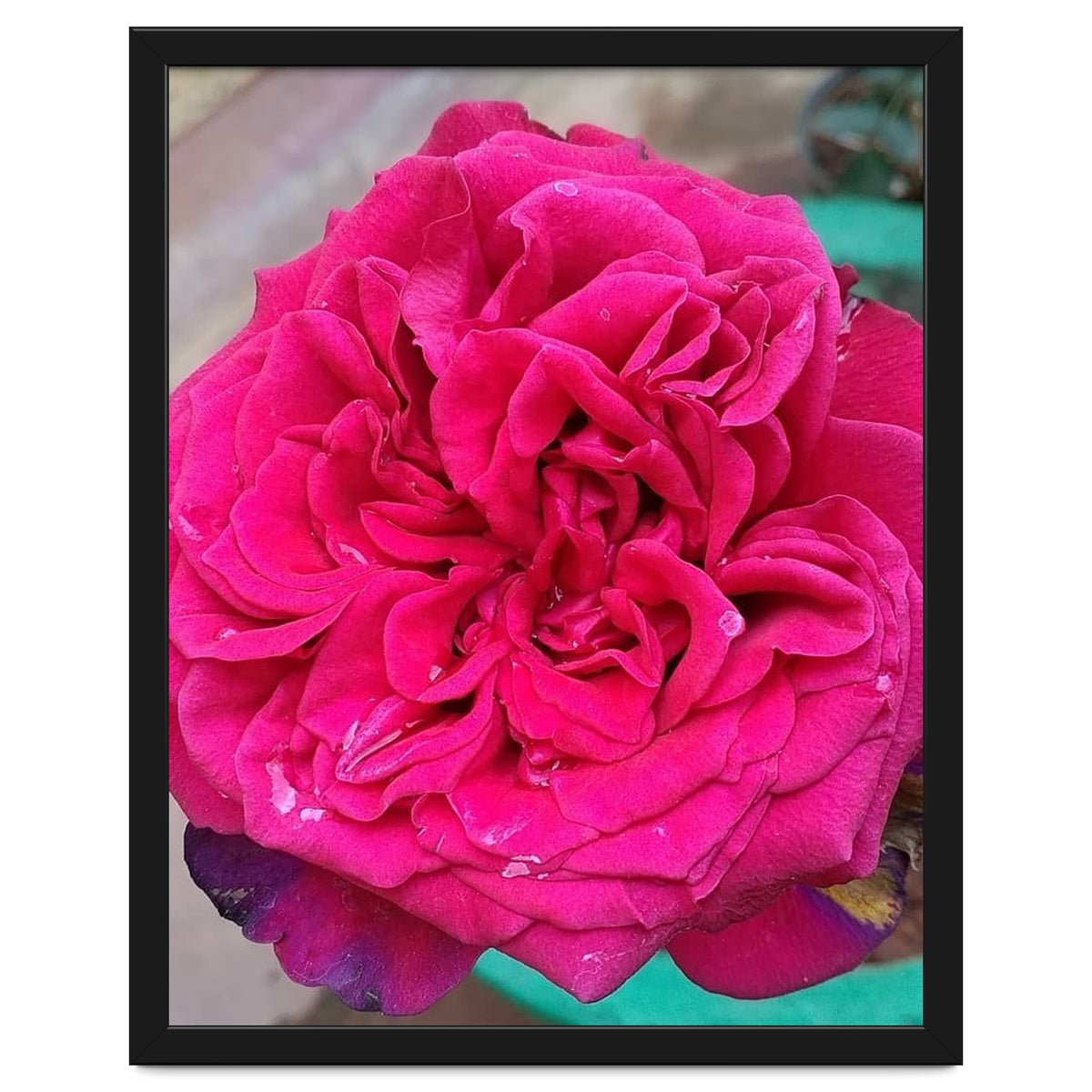 Beautiful Fragrant Rose