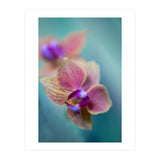 Orchidee (Print Only) thumbnail
