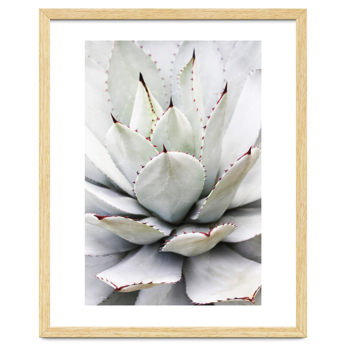 Agave plant