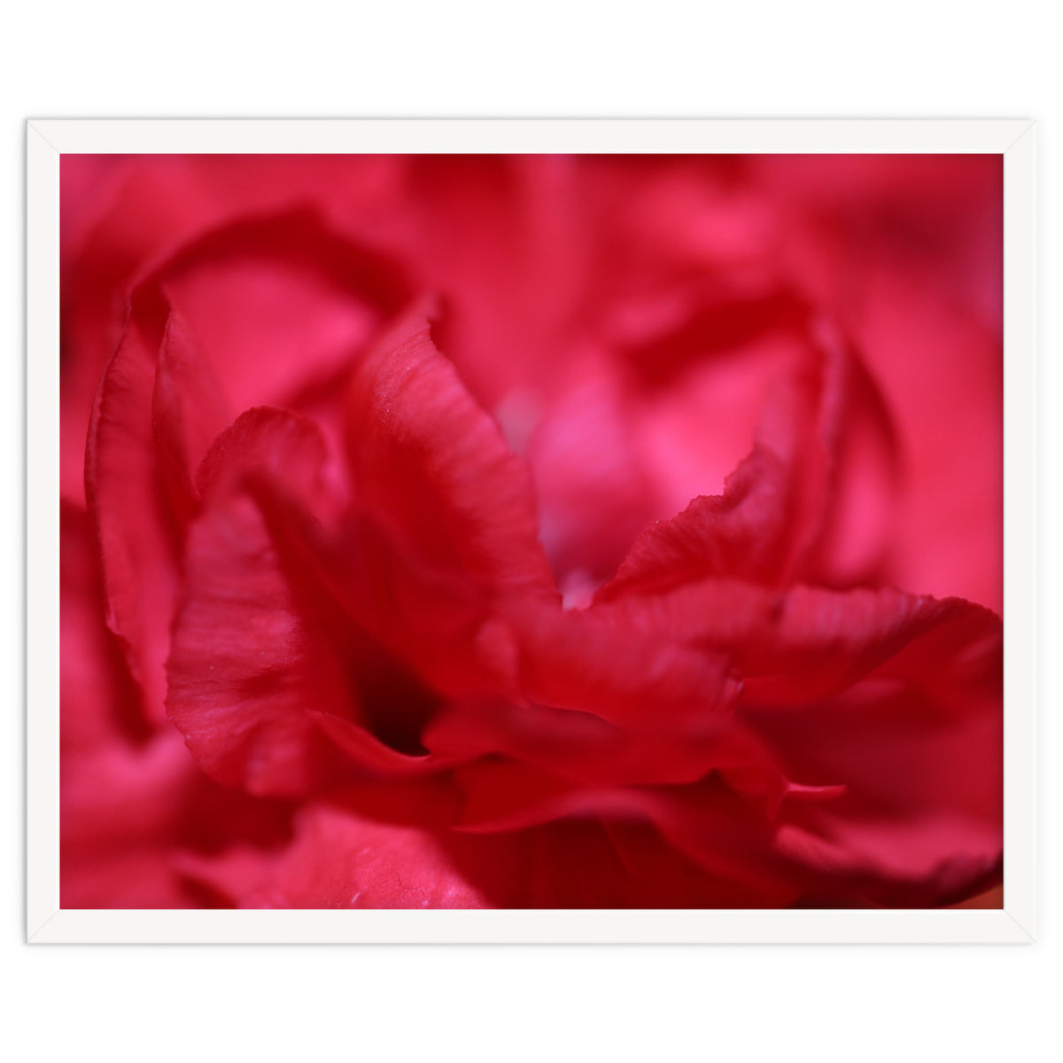 Red Peony