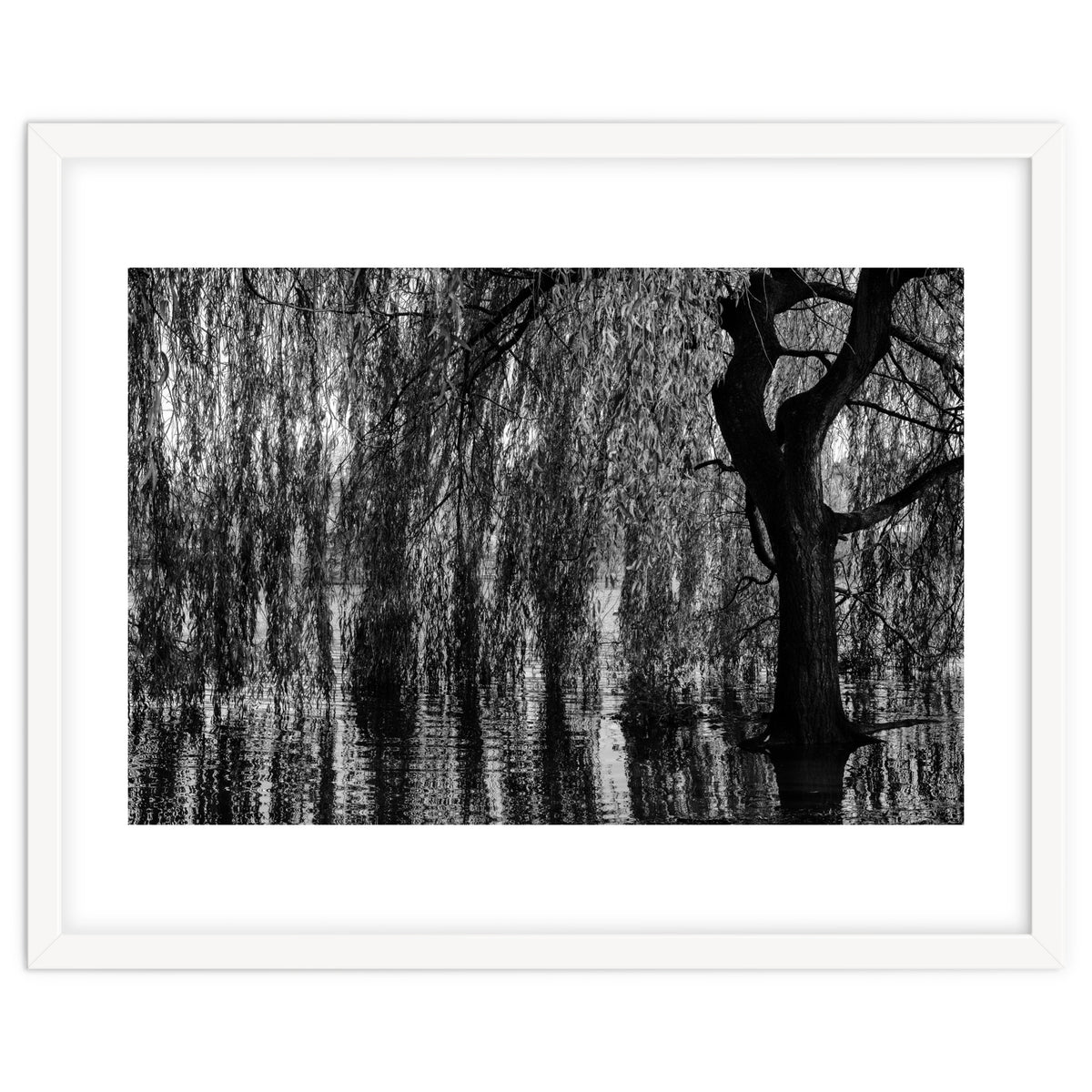 Weeping Willow