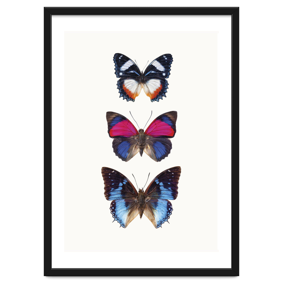 Cc Butterflies 03
