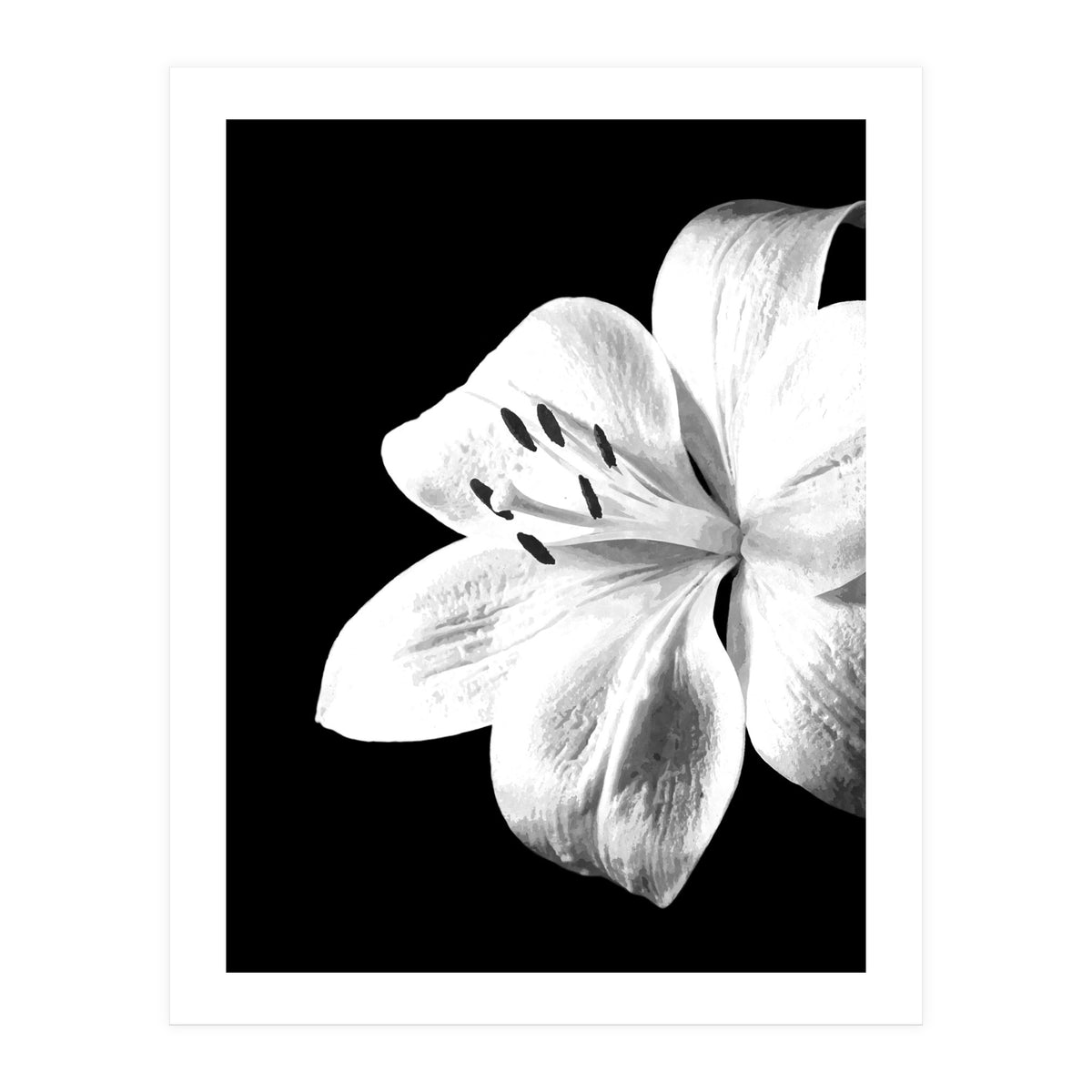 White Lily Black Background (Print Only)