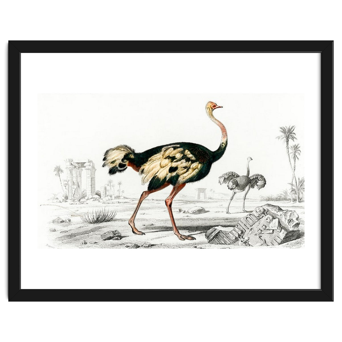 Struthio illustrated