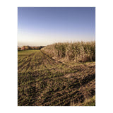Bucolism 3 (Print Only) thumbnail