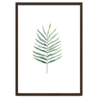 Botanical Illustration Fern