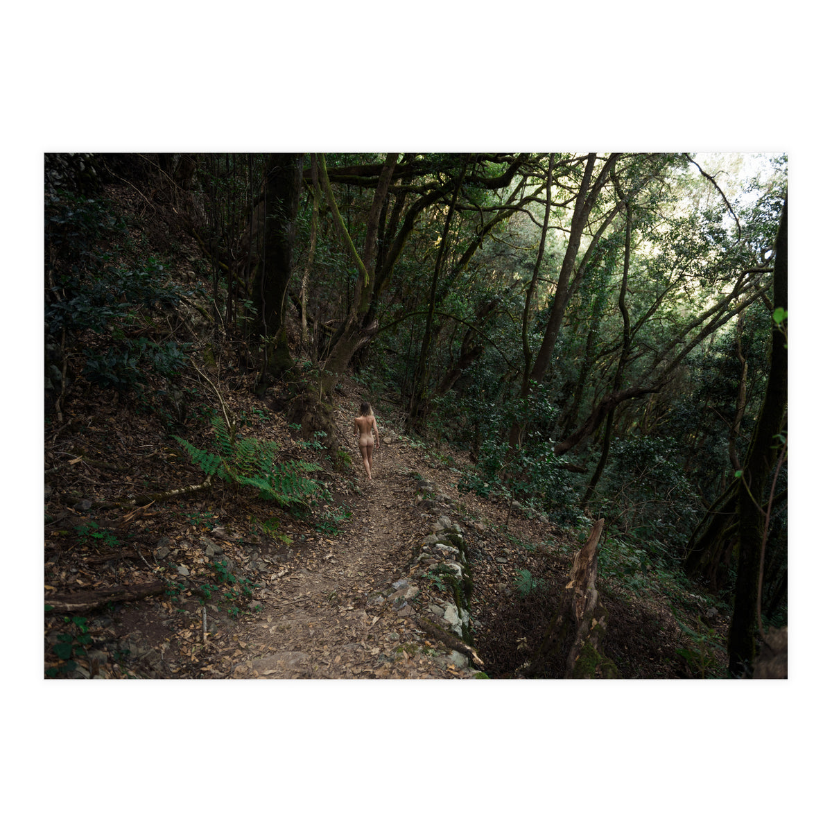 Into the Woods (Print Only)