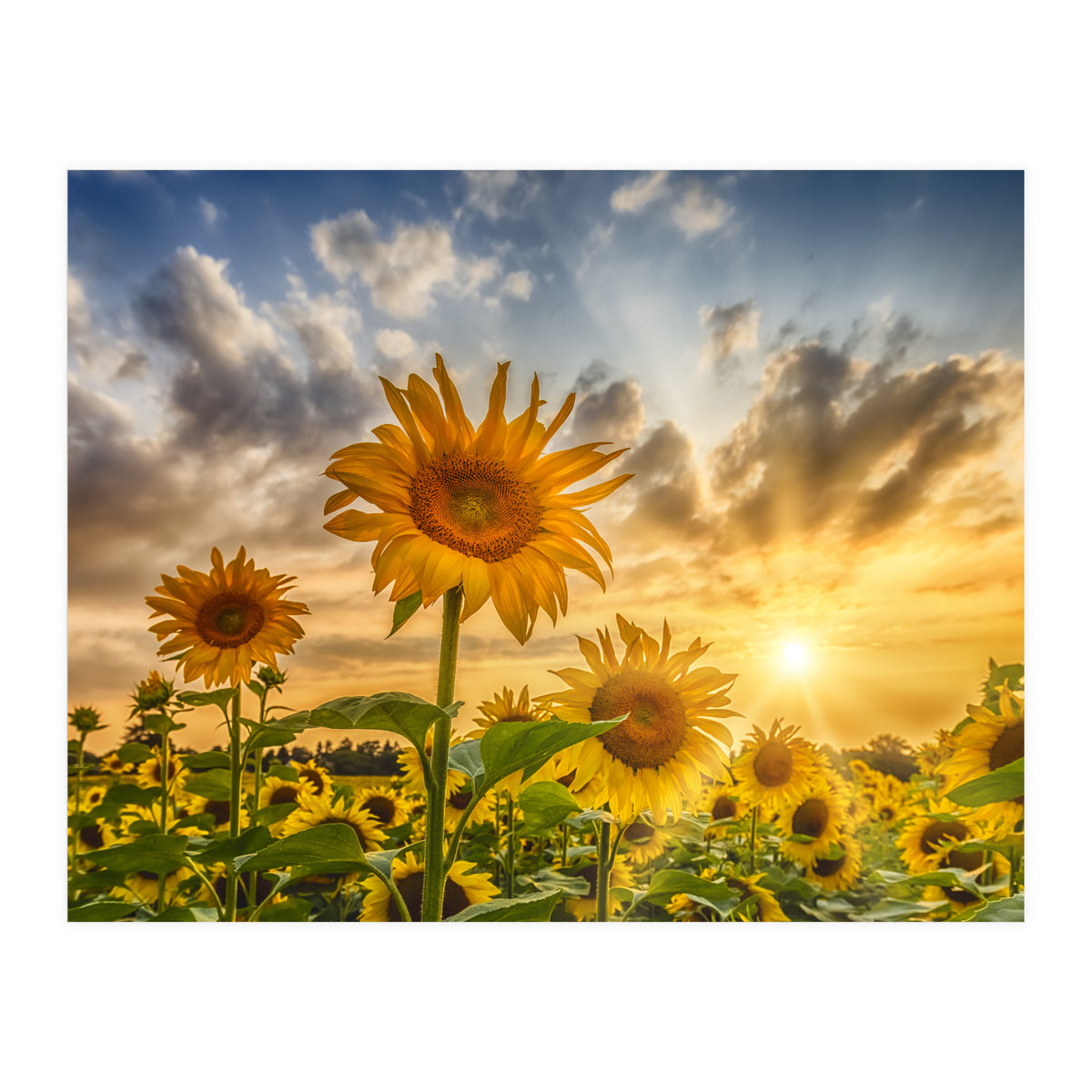 Lovely sunflowers in sunset (Print Only)