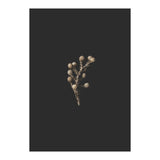 Gold Drops Botanicals (Print Only) thumbnail
