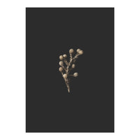 Gold Drops Botanicals (Print Only)