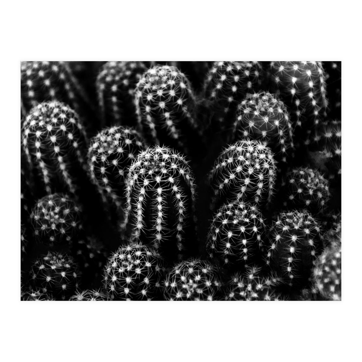 Cactus (Print Only)