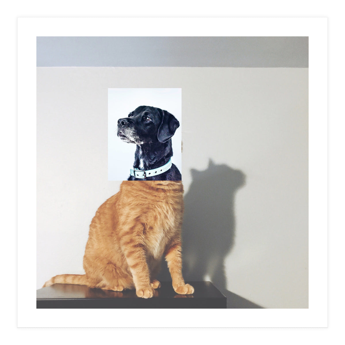 Domestic Animal (Print Only)