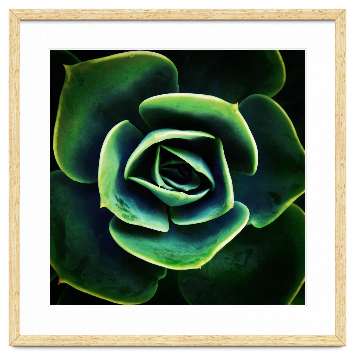 DARKSIDE OF SUCCULENTS XIV