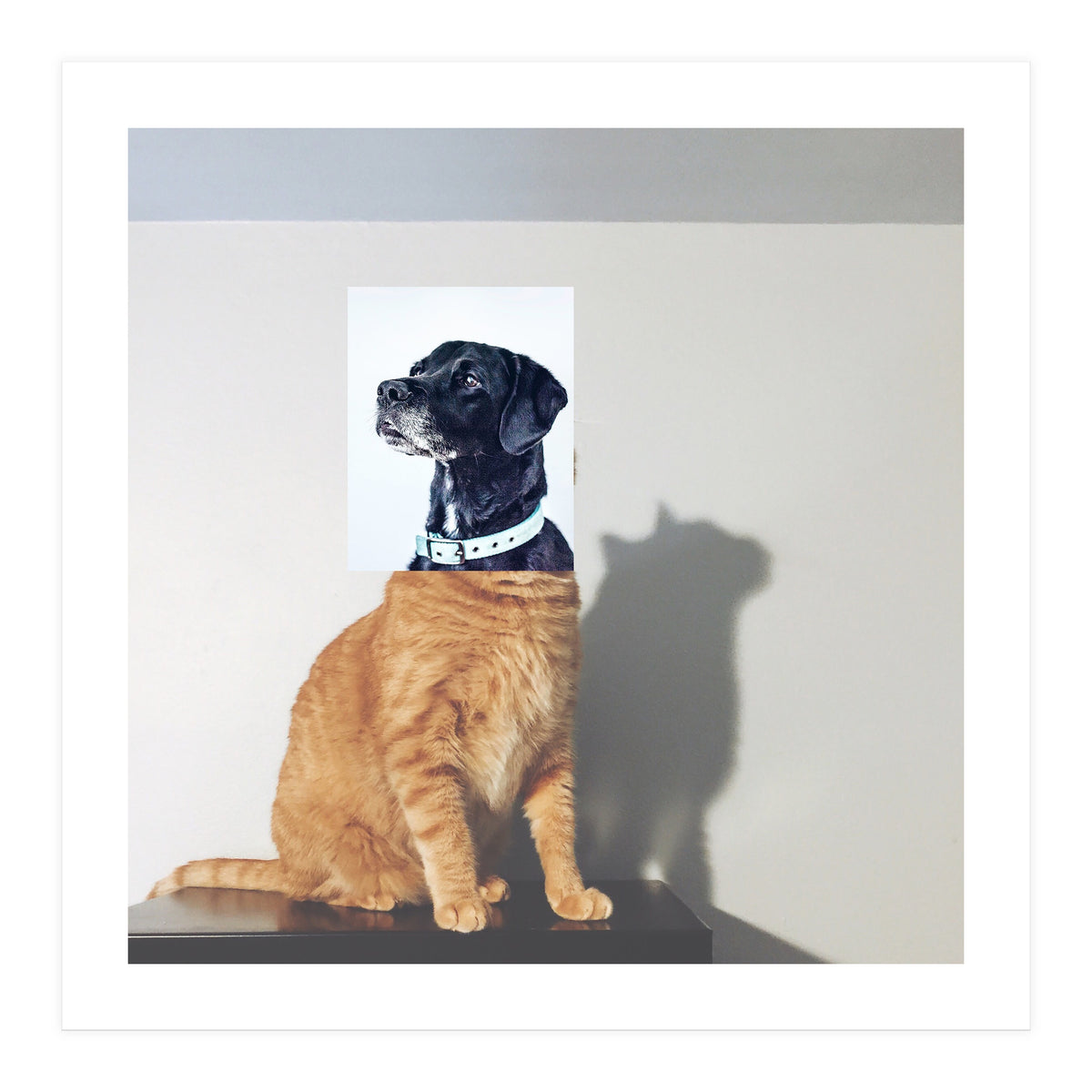 Domestic Animal (Print Only)