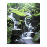 Forest (Print Only) thumbnail