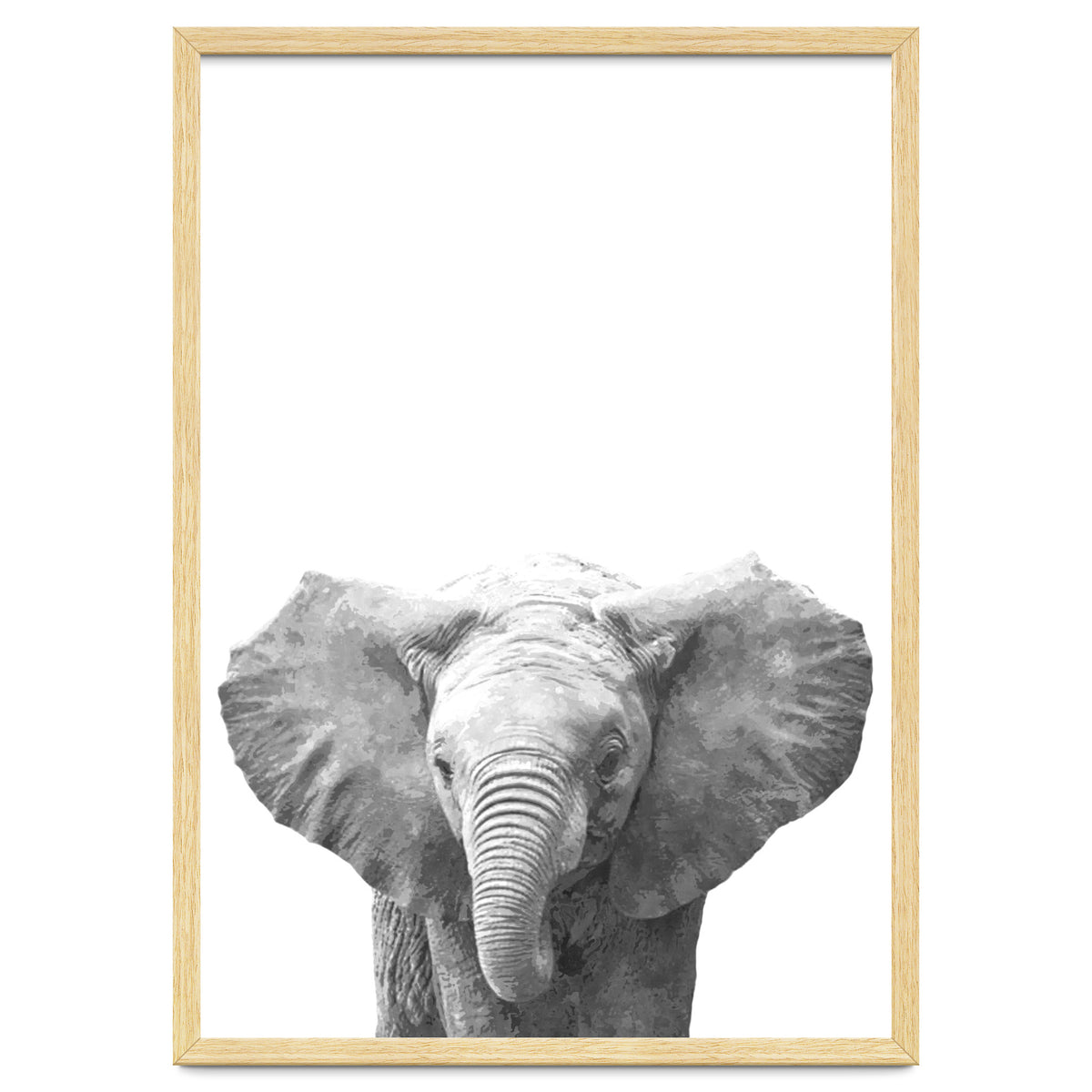 Black and White Baby Elephant