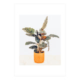 Botany II (Print Only) thumbnail