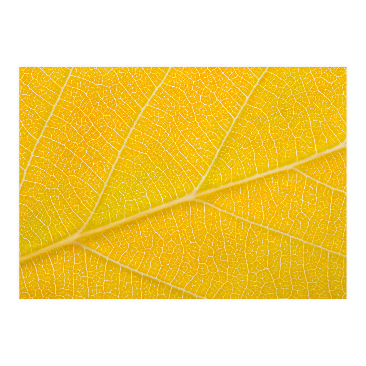 Autumn Leaf (Print Only)