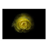 Backyard Flowers 64 Color Version (Print Only) thumbnail