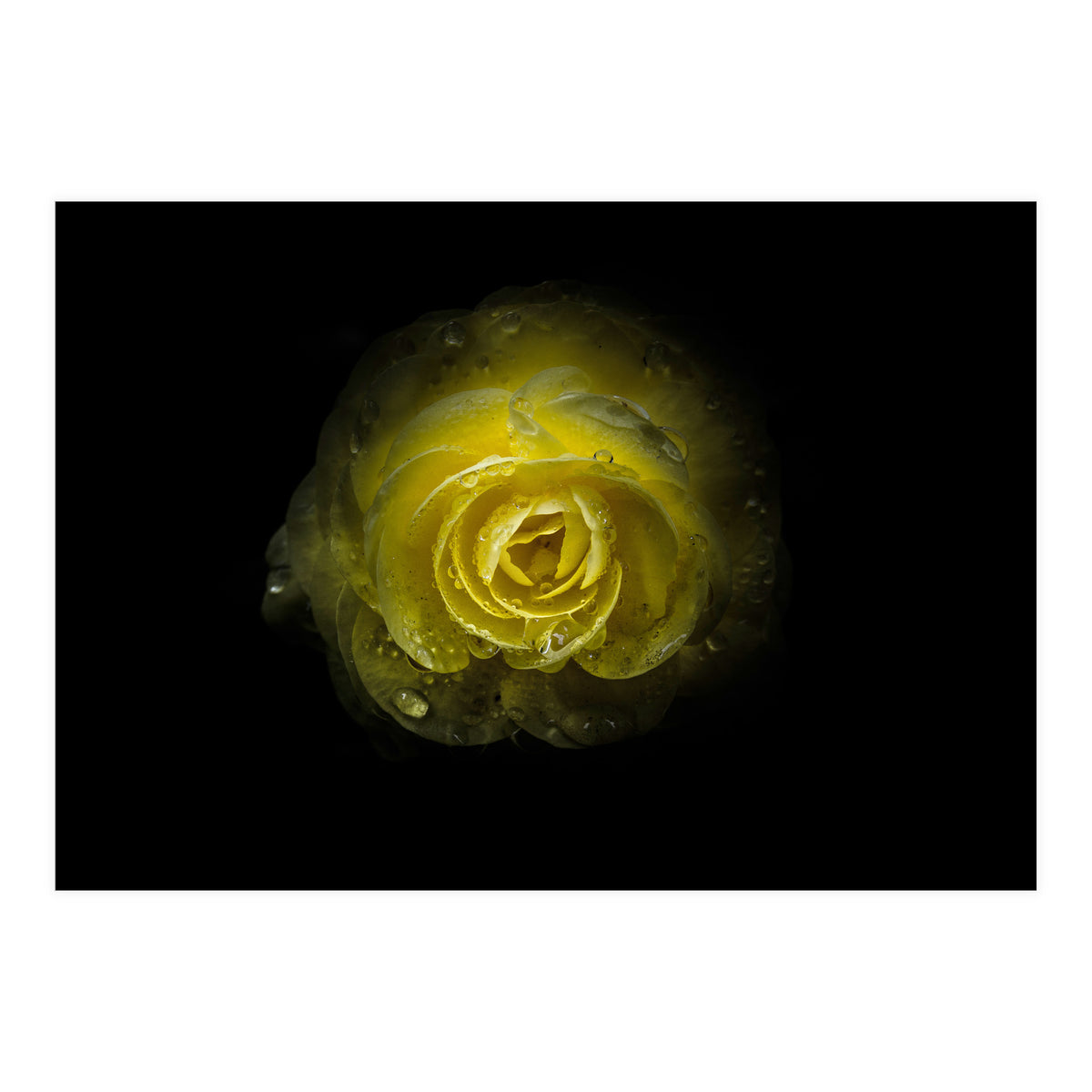 Backyard Flowers 64 Color Version (Print Only)