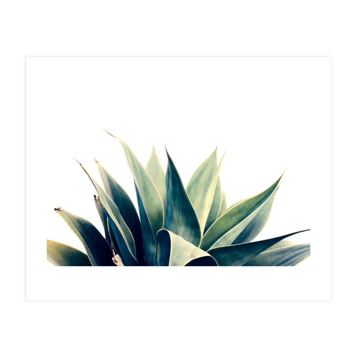Botanical cactus I (Print Only)