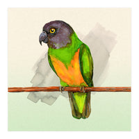 Senegal parrot watercolor (Print Only)