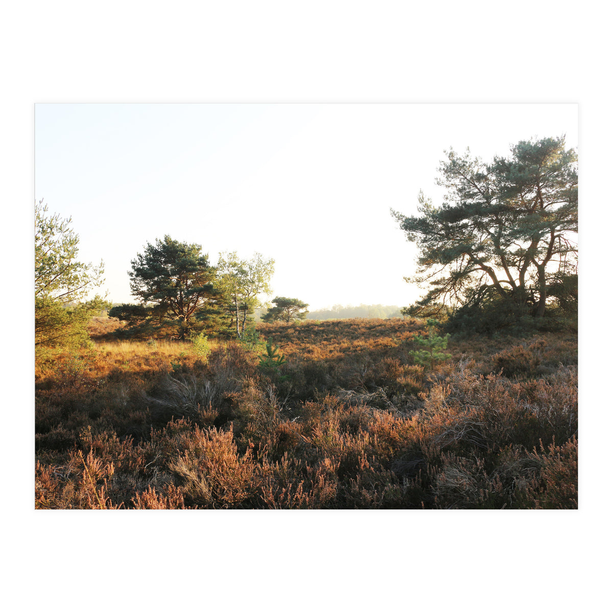 Heath landscape (Print Only)