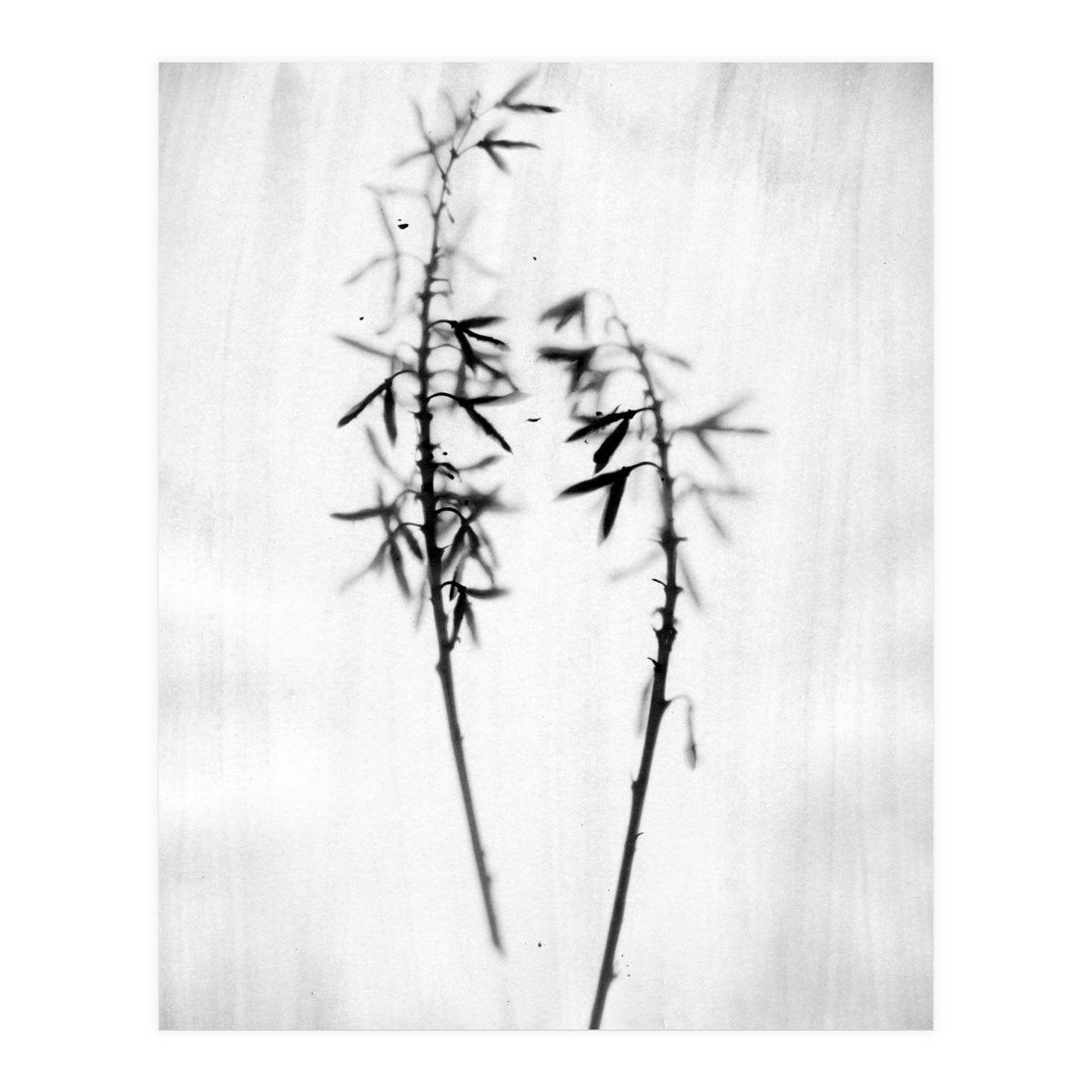 Hosta 2 (Print Only)