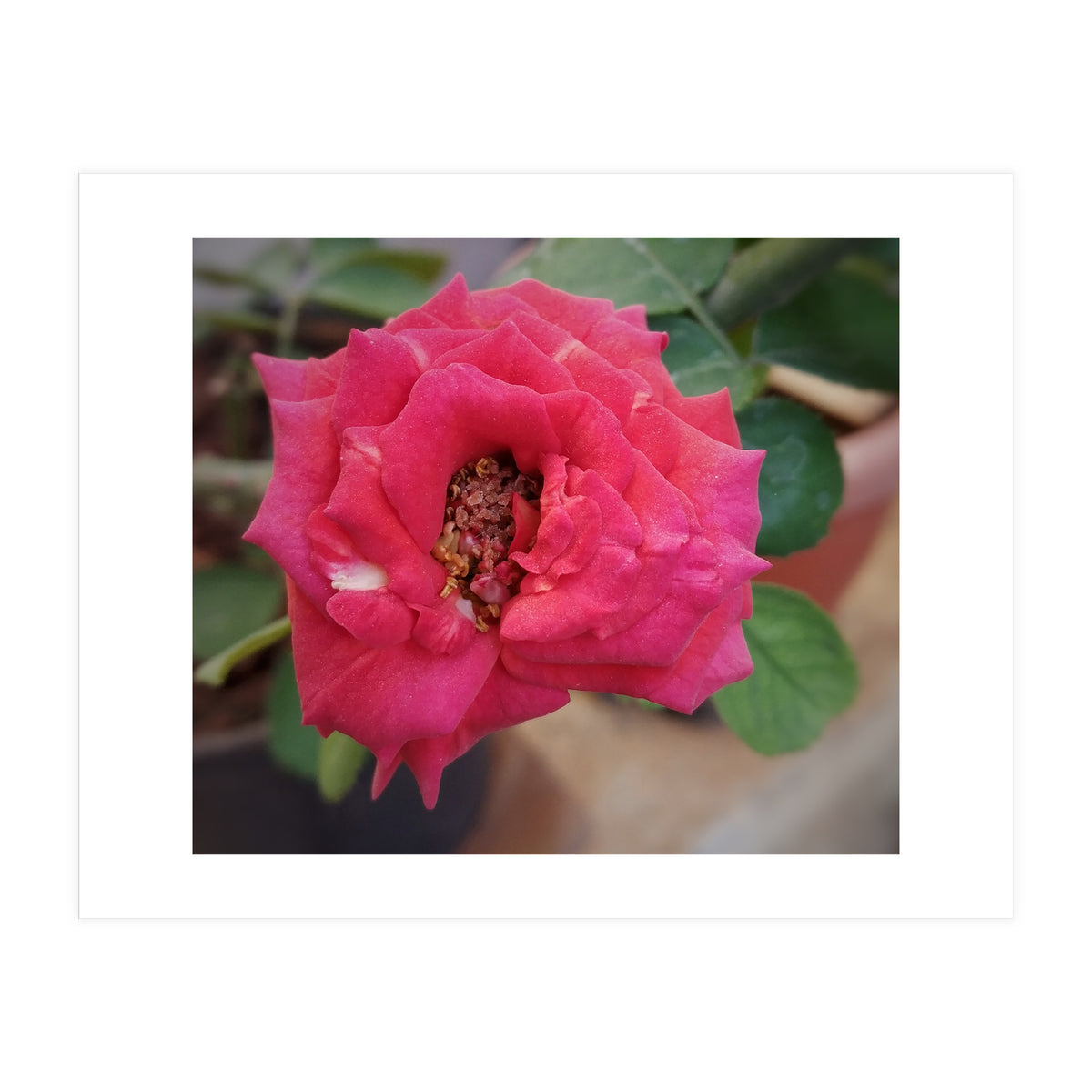 Blooming Red Rose (Print Only)