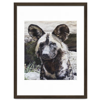African Painted Dog II