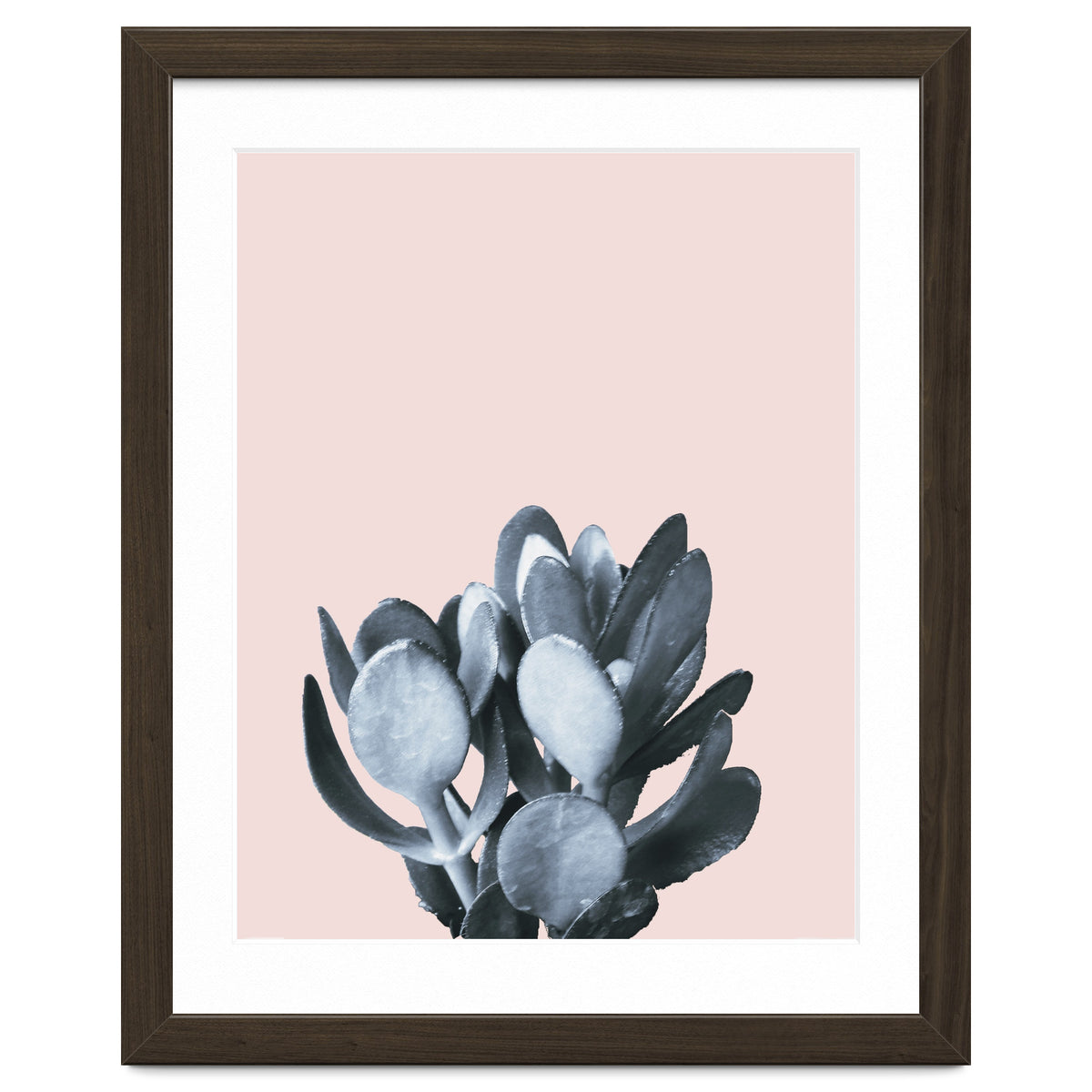 Cactus collection BL-II