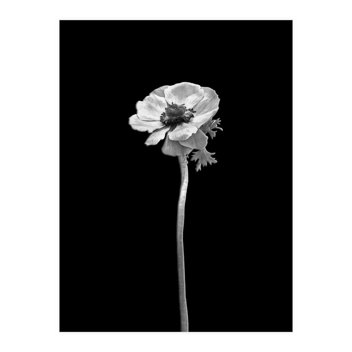 Anemone coronaria | dark design  (Print Only)