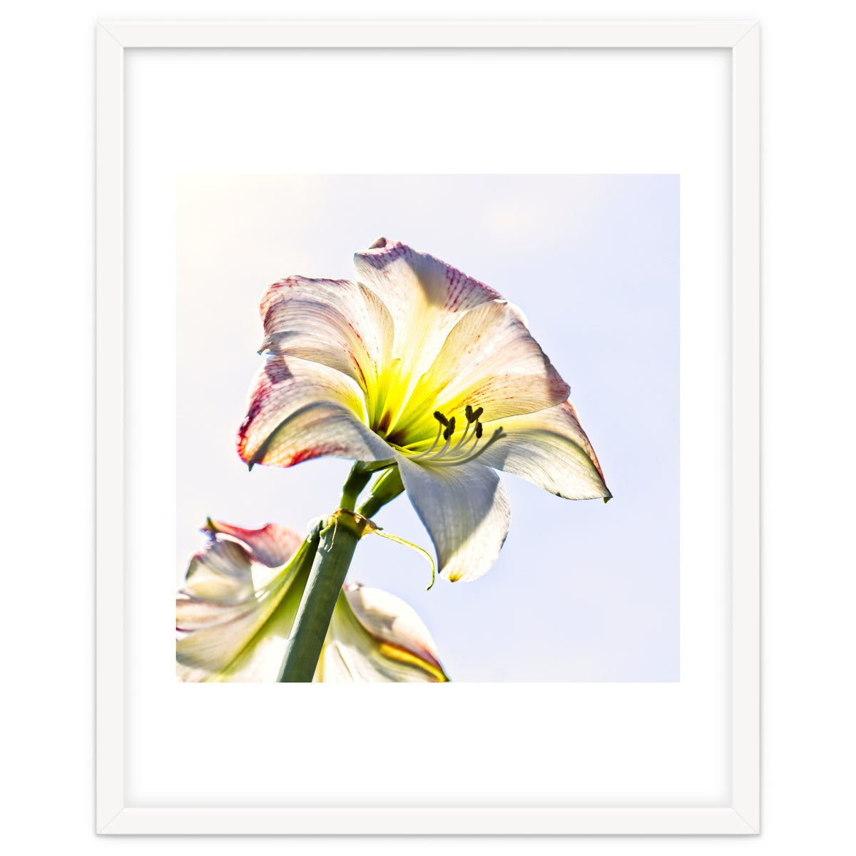Amaryllis 2