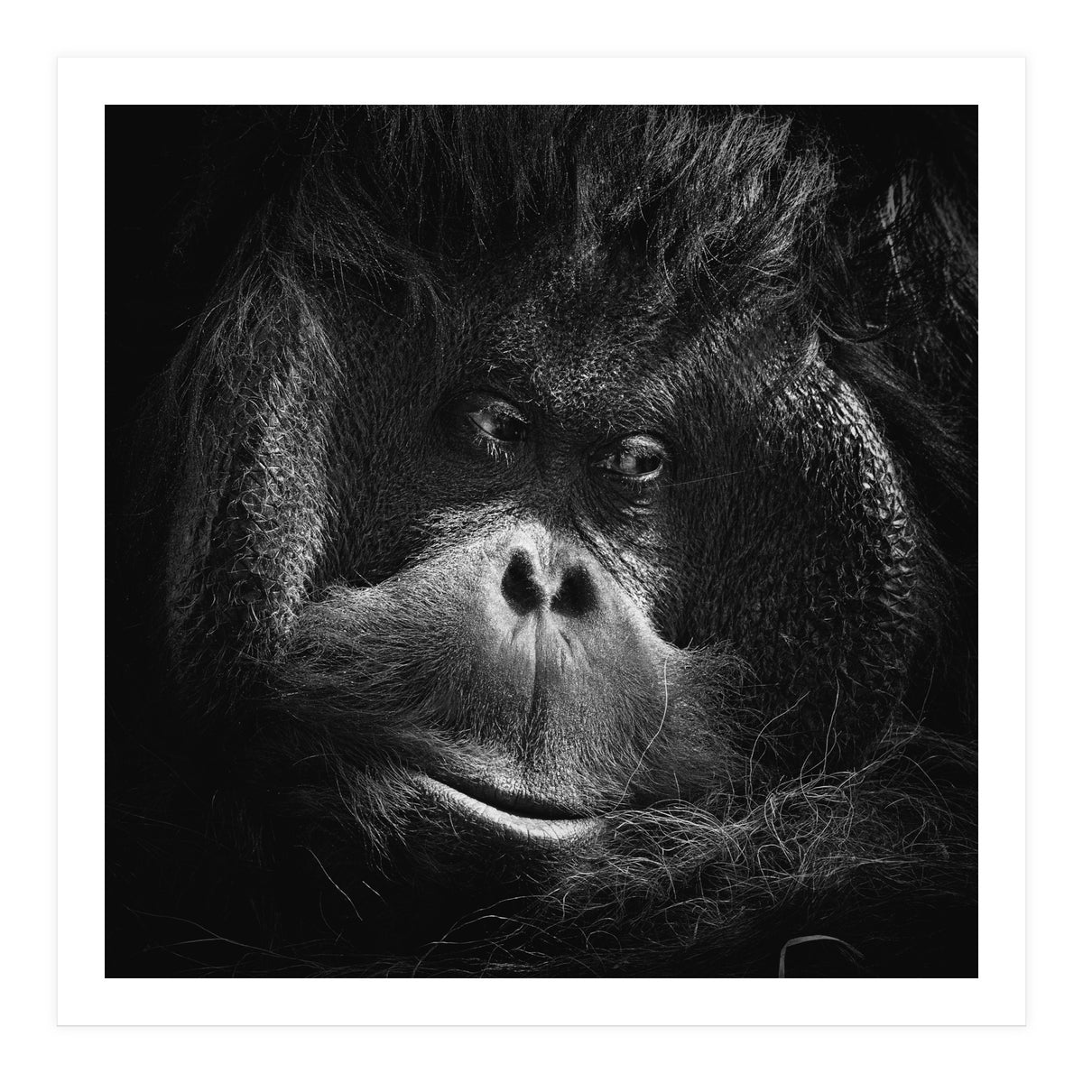 Orang-Utang (Print Only)