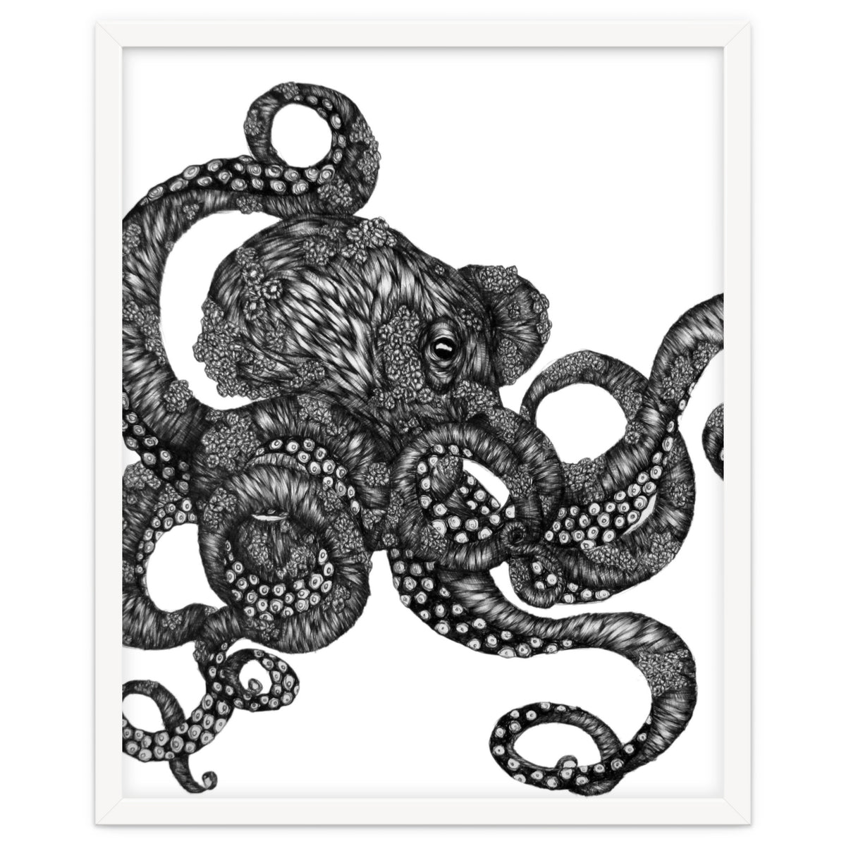 Barnacle Octopus