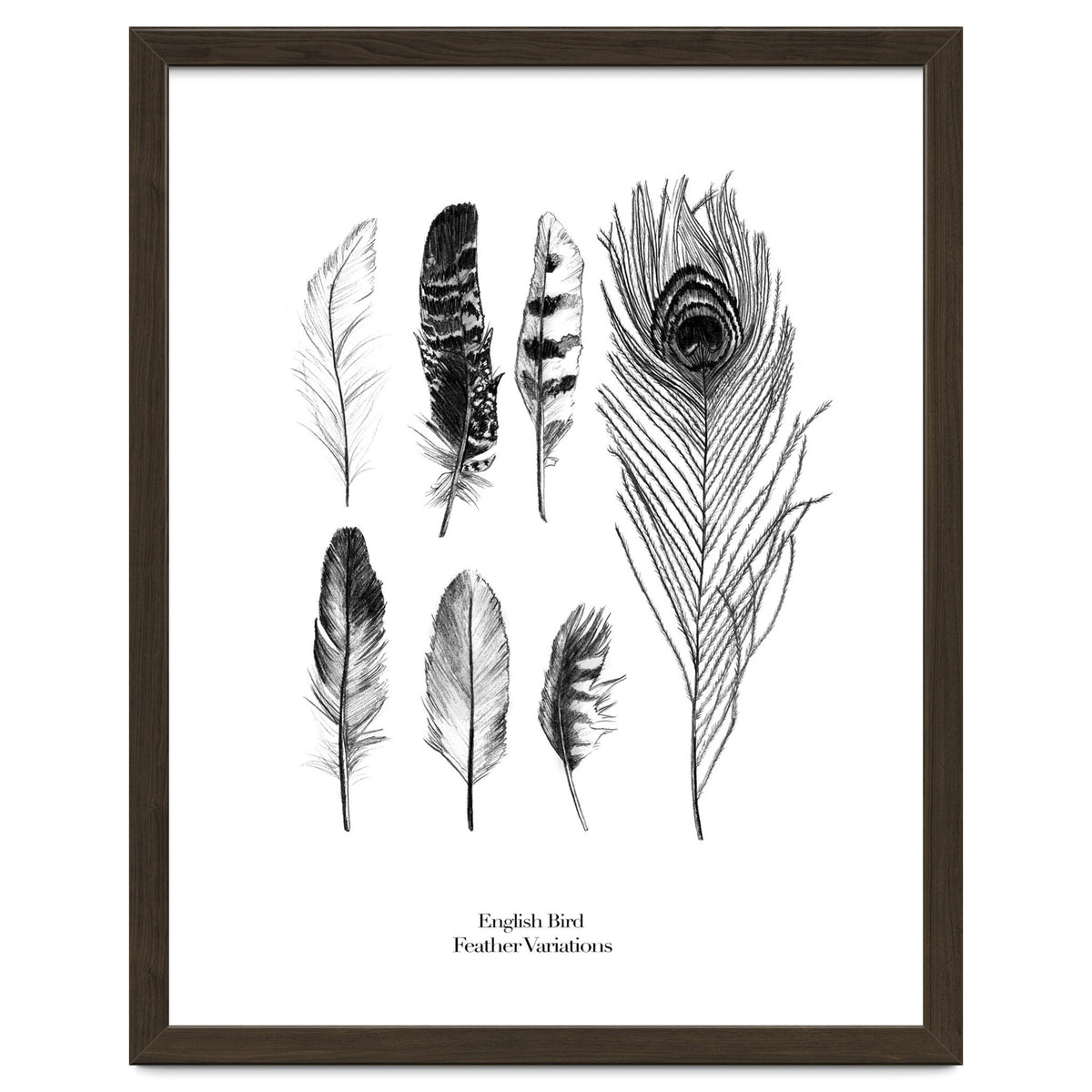 English Feather Variations